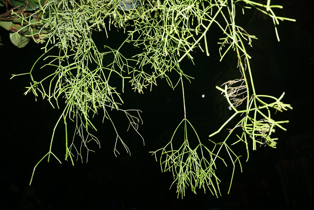 Epiphytic Cacti