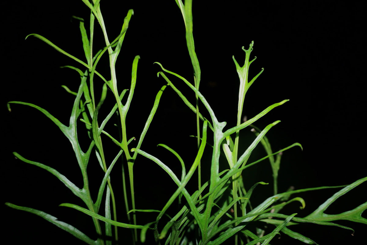 Ferns