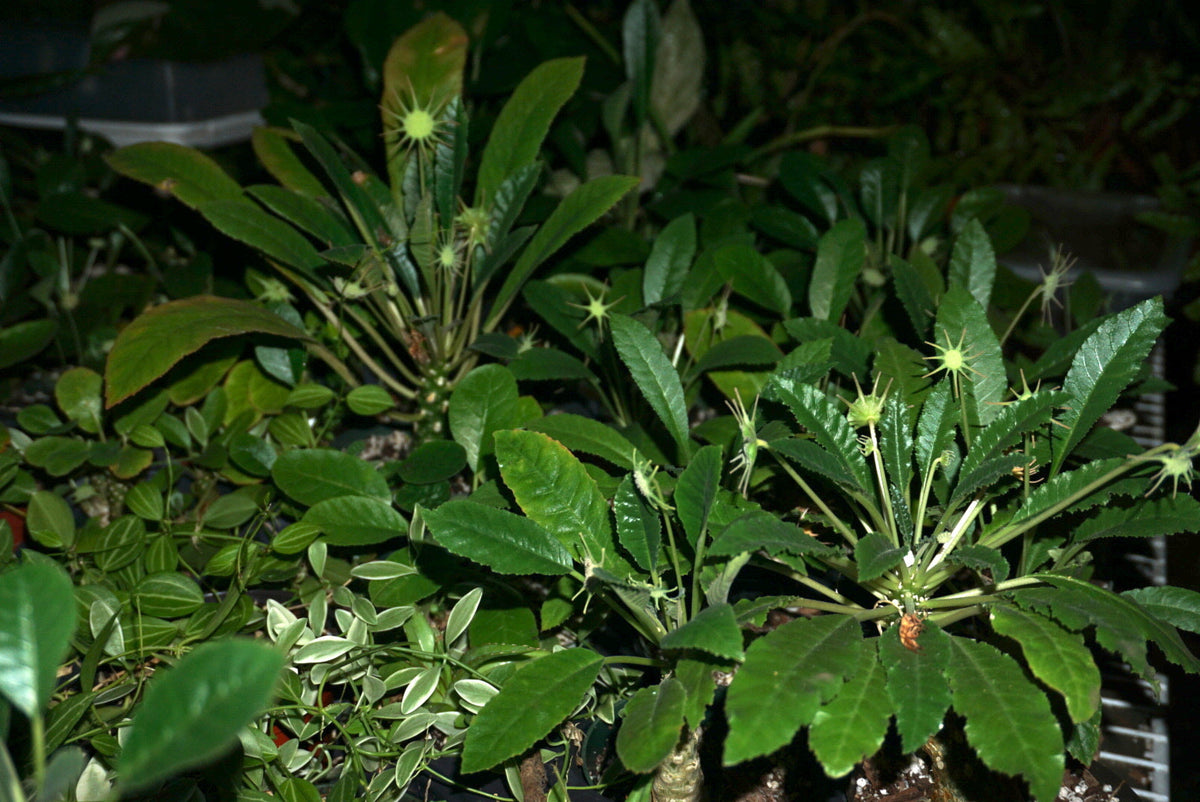 All Plants