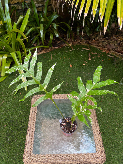 Drynaria quercifolia 'Variegata' / Variegated Oak Leaf Fern