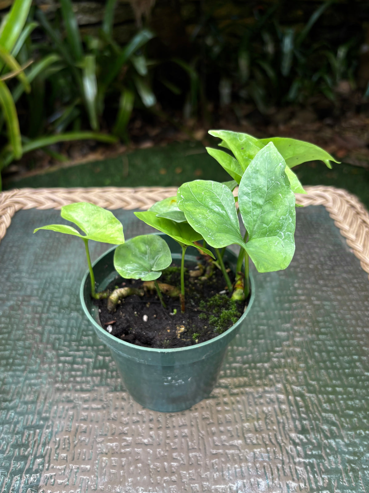 Nephthytis swainei