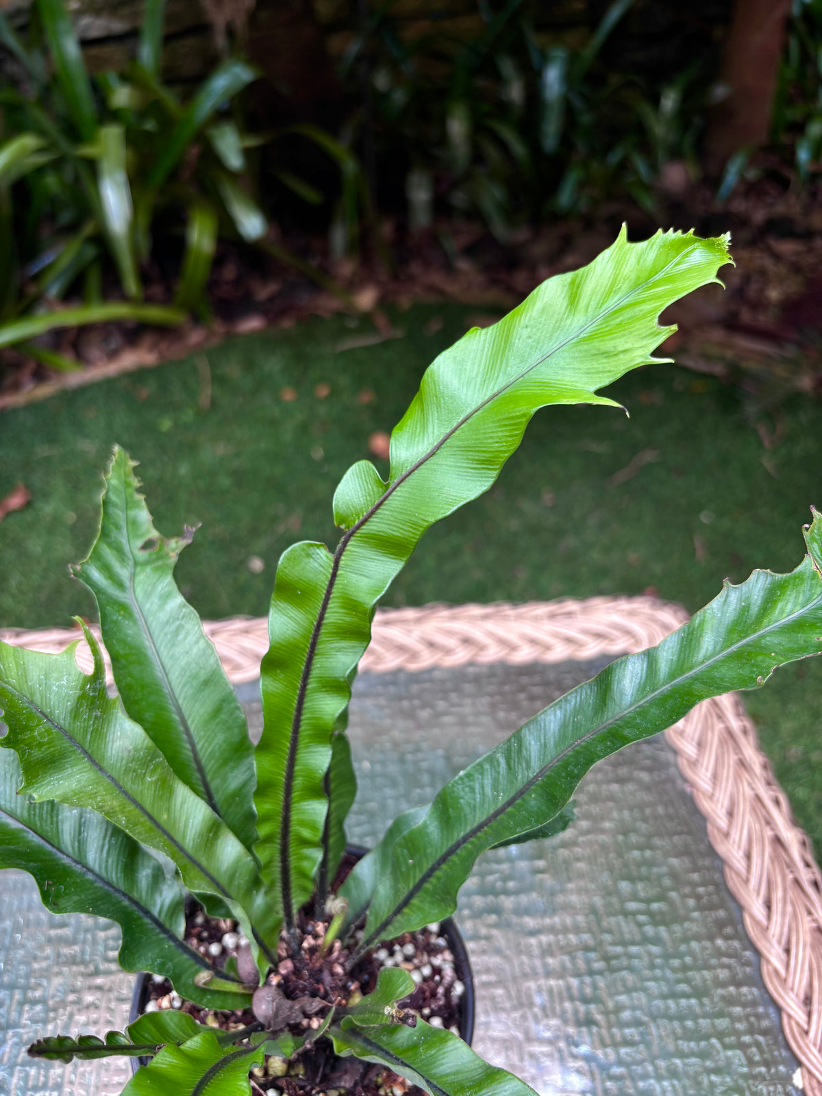 Asplenium sp. 'Cristata' / Crested Bird's Nest Fern