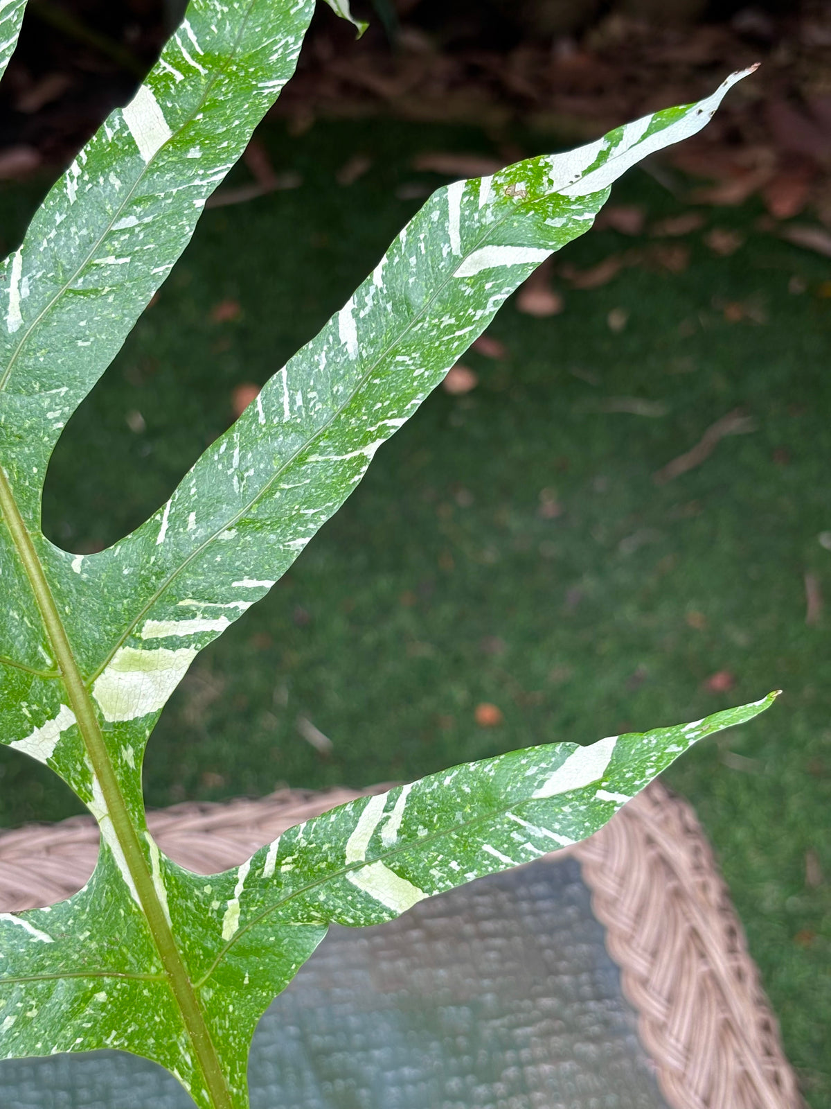 Drynaria quercifolia 'Variegata' / Variegated Oak Leaf Fern
