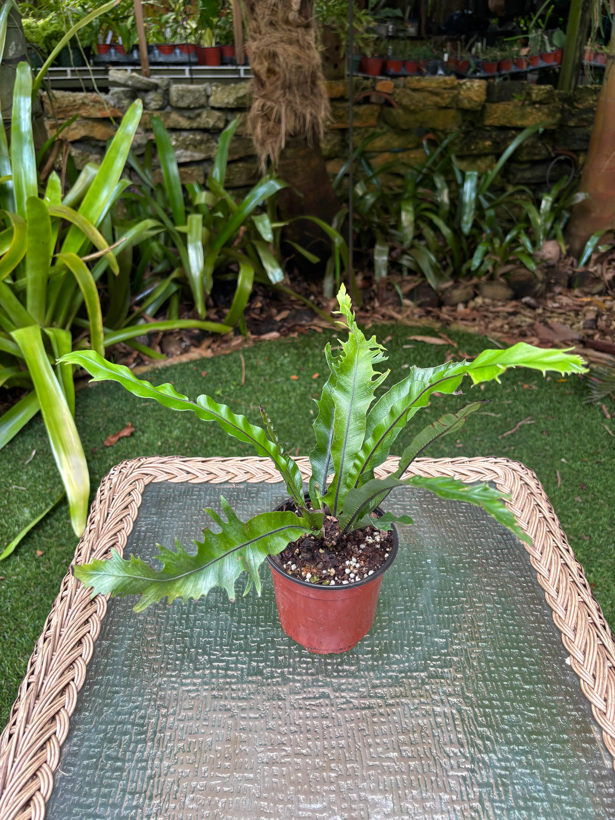 Asplenium sp. 'Cristata' / Crested Bird's Nest Fern