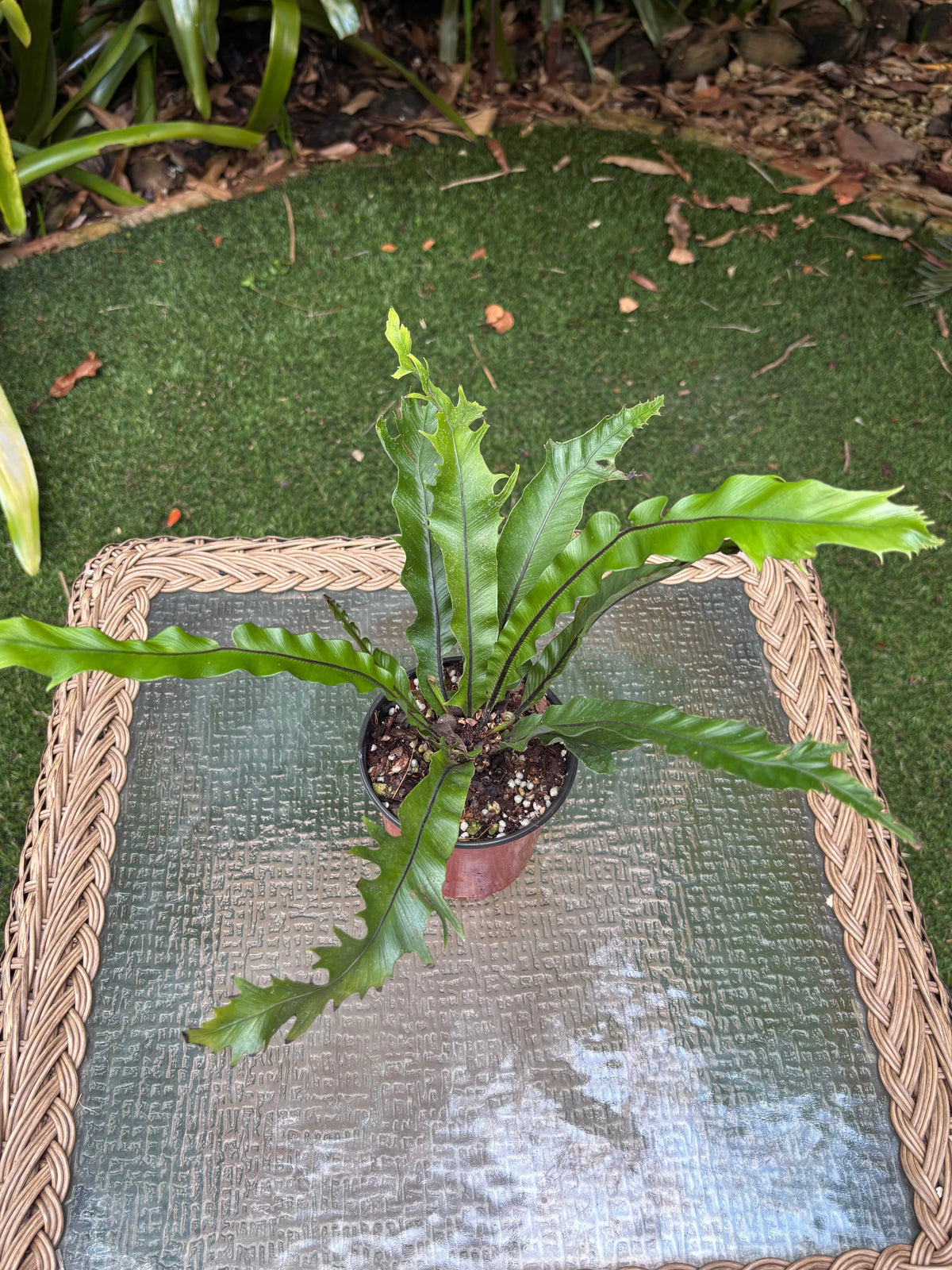 Asplenium sp. 'Cristata' / Crested Bird's Nest Fern