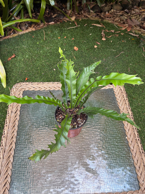 Asplenium sp. 'Cristata' / Crested Bird's Nest Fern