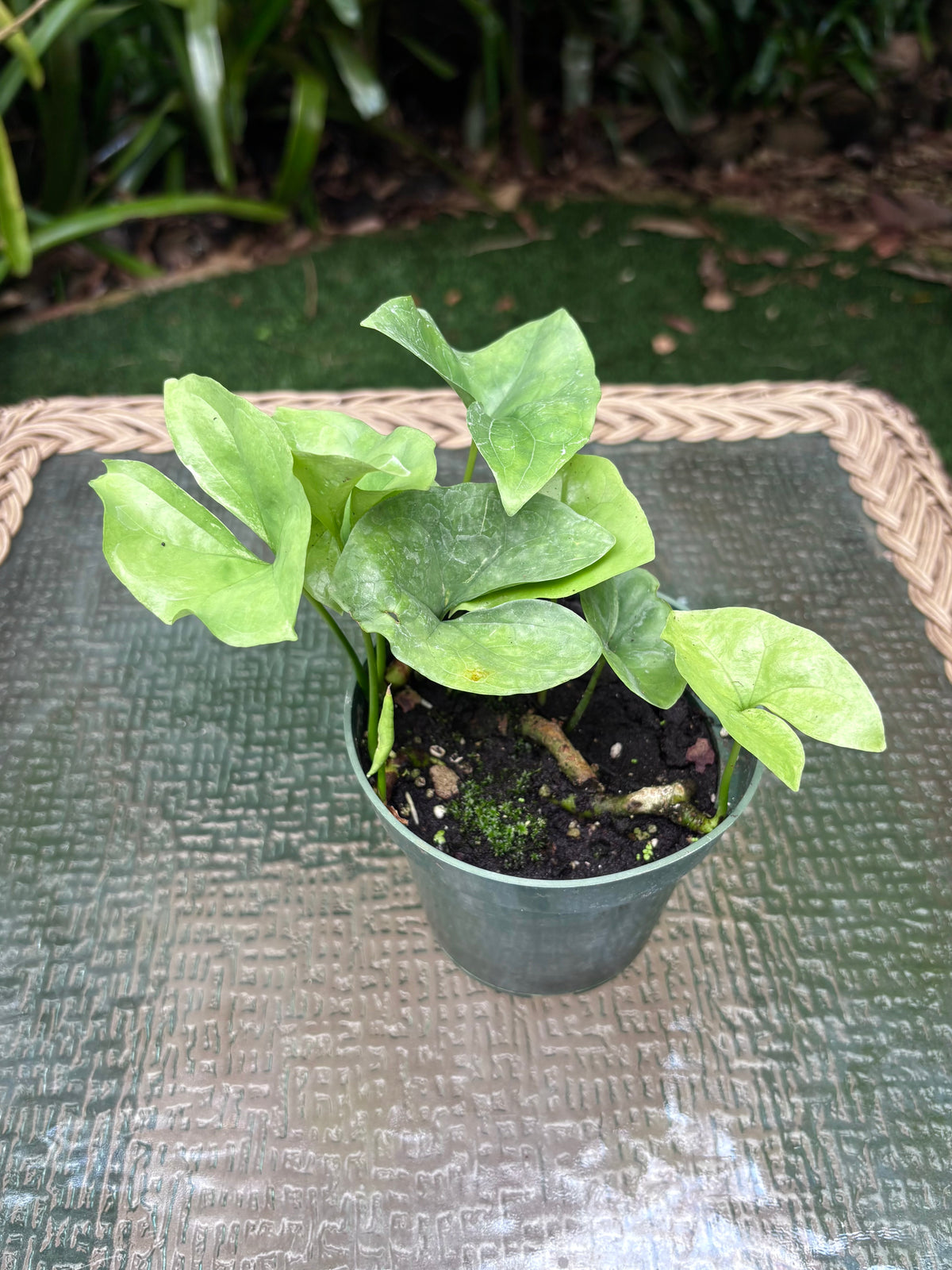 Nephthytis swainei