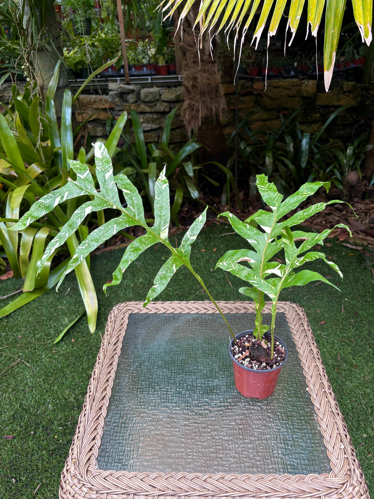 Drynaria quercifolia 'Variegata' / Variegated Oak Leaf Fern