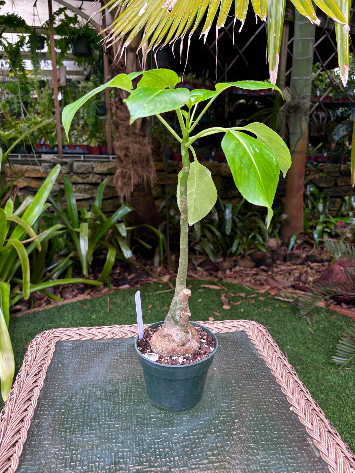 Impatiens mirabilis / Giant Balsam