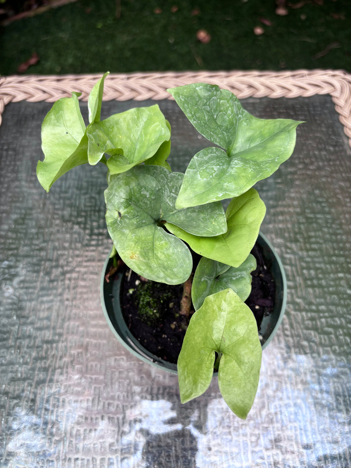 Nephthytis swainei
