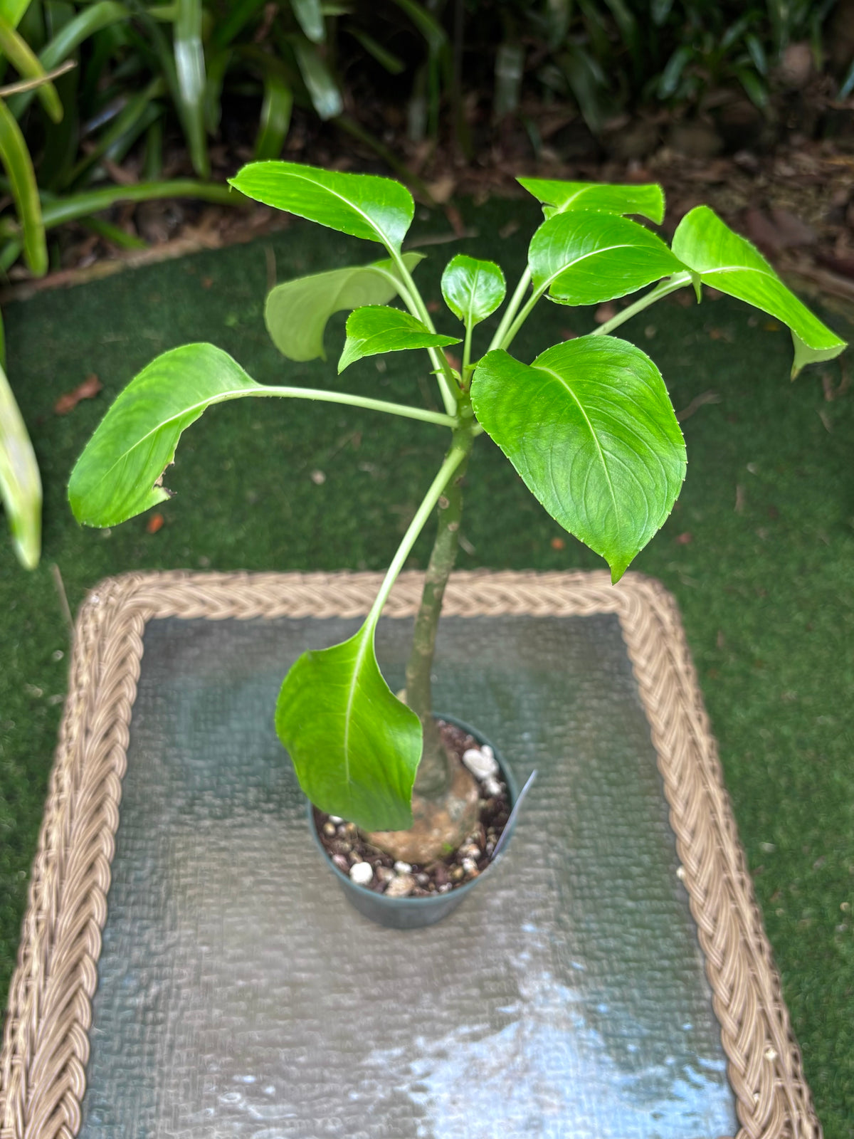 Impatiens mirabilis / Giant Balsam