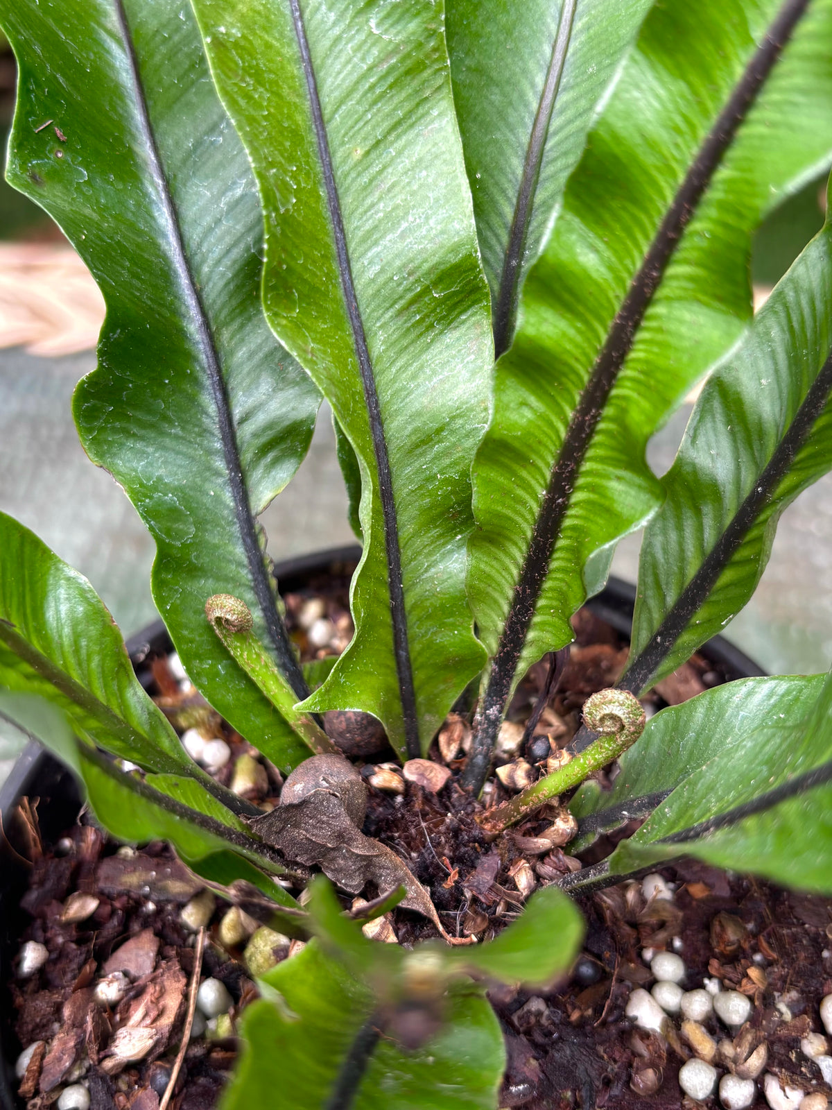 Asplenium sp. 'Cristata' / Crested Bird's Nest Fern