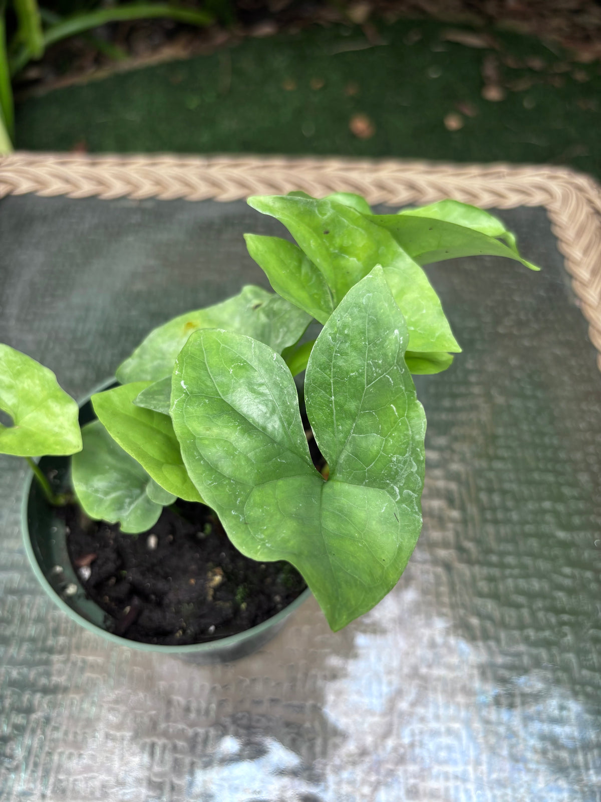 Nephthytis swainei