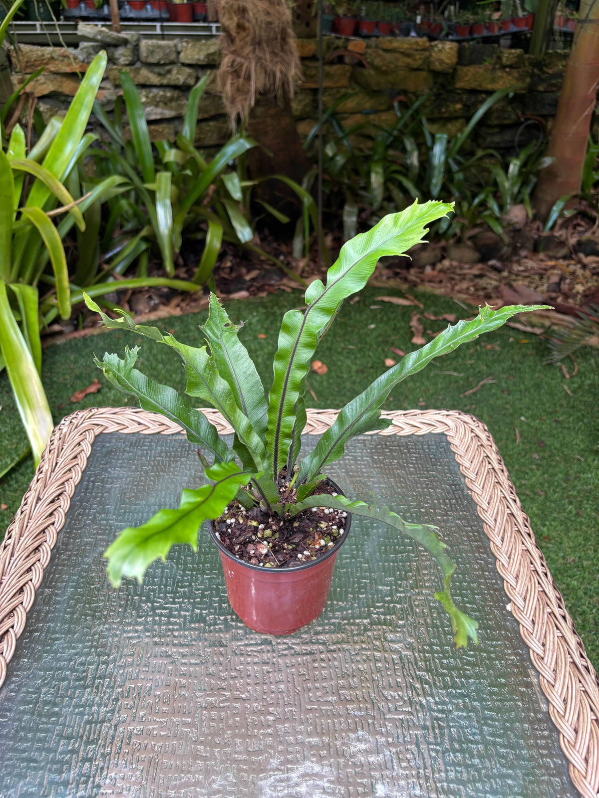 Asplenium sp. 'Cristata' / Crested Bird's Nest Fern