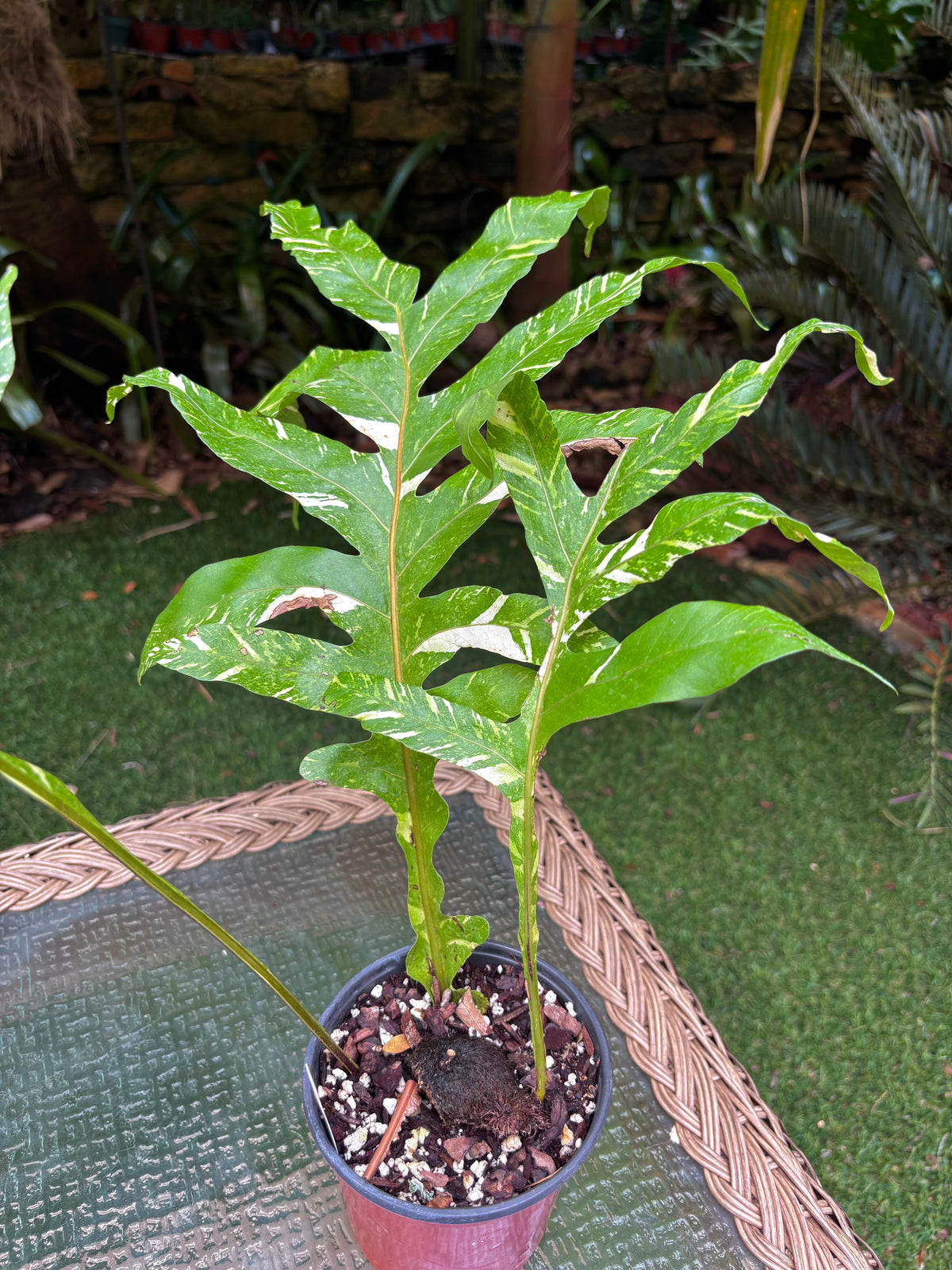 Drynaria quercifolia 'Variegata' / Variegated Oak Leaf Fern