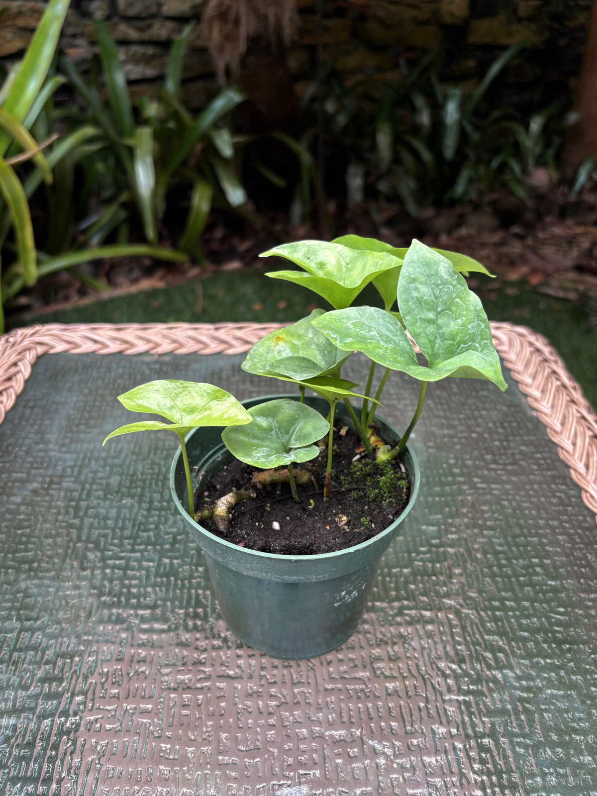 Nephthytis swainei