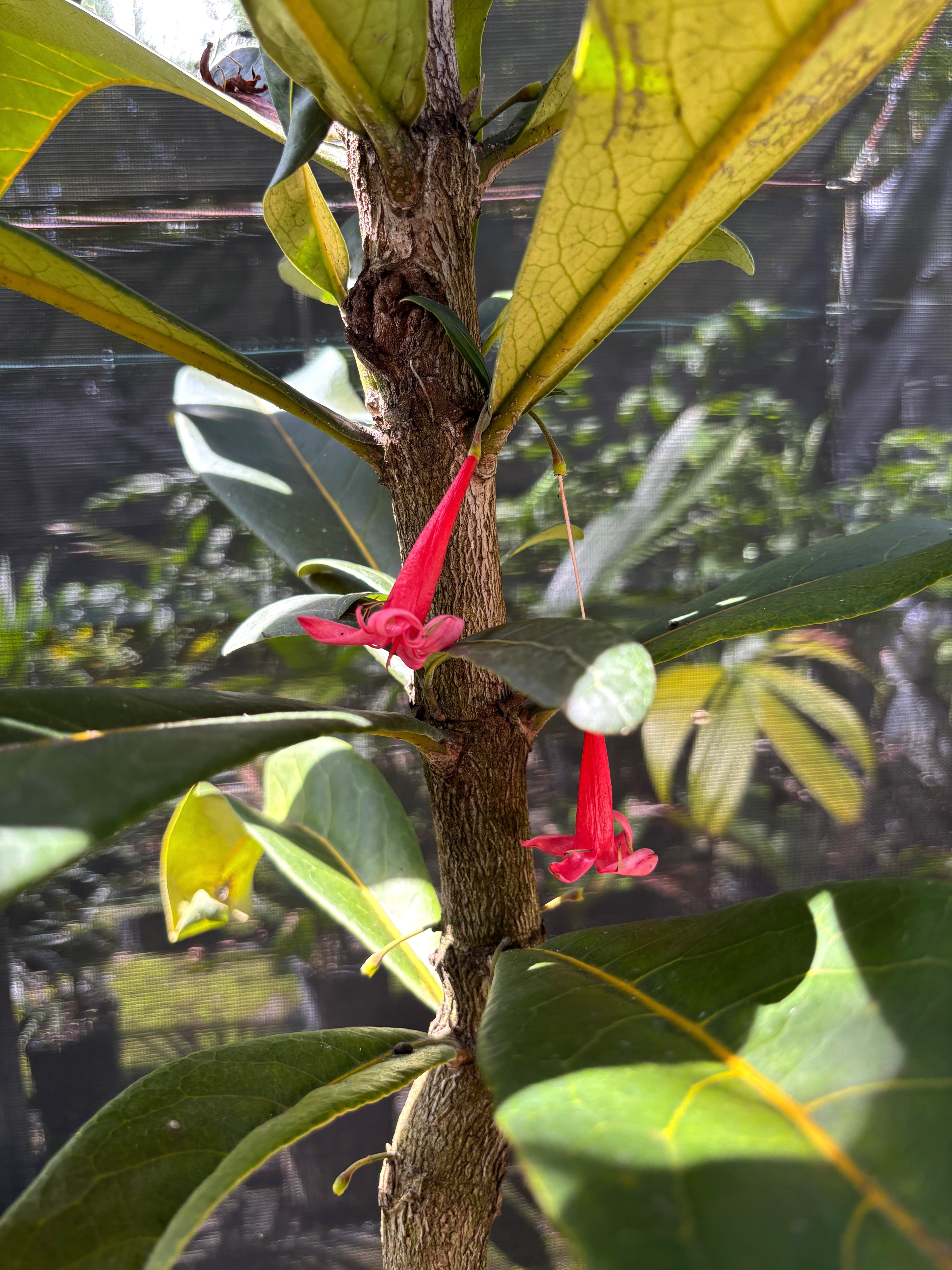 Ixora margaretae