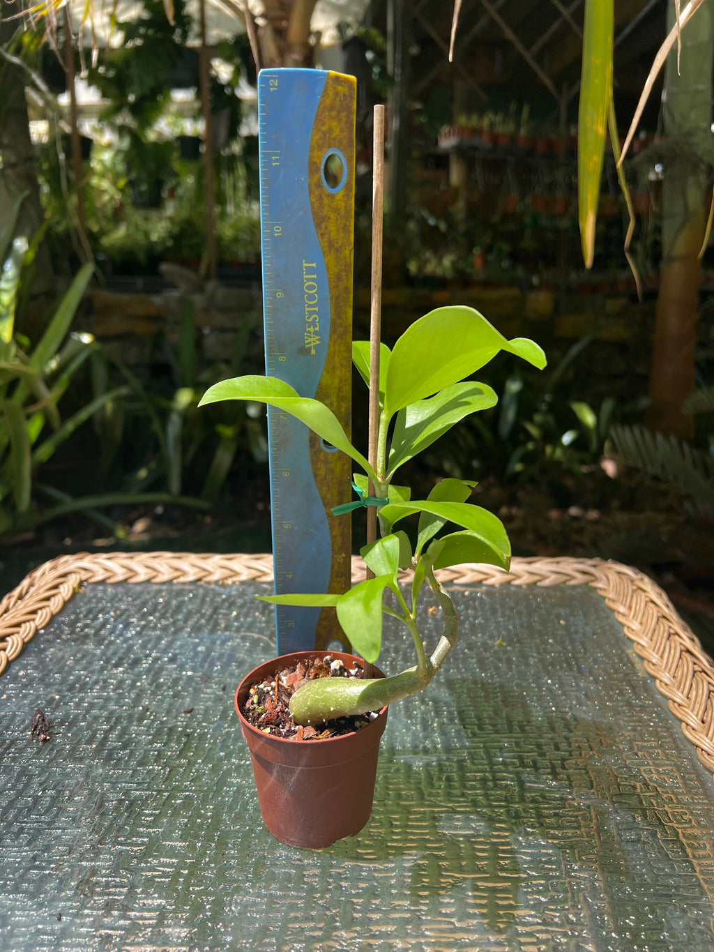 Hydnophytum moseleyanum 'Siasiada Village' / Ant Plant
