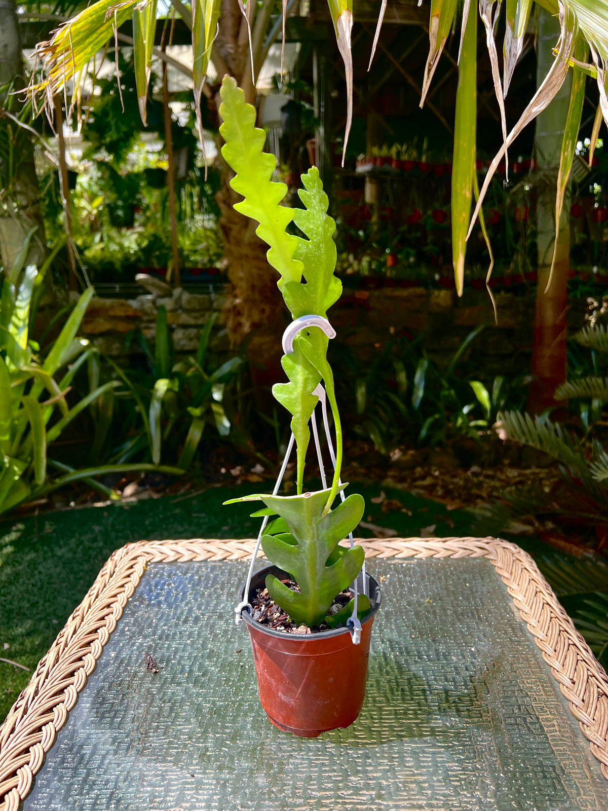 Weberocereus imitans