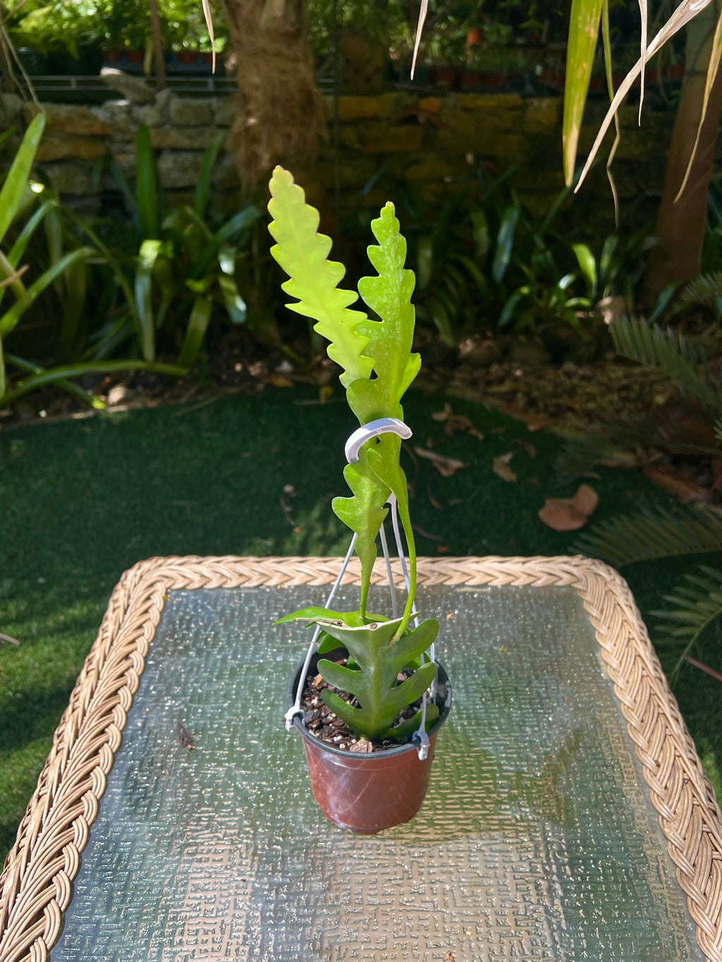 Weberocereus imitans