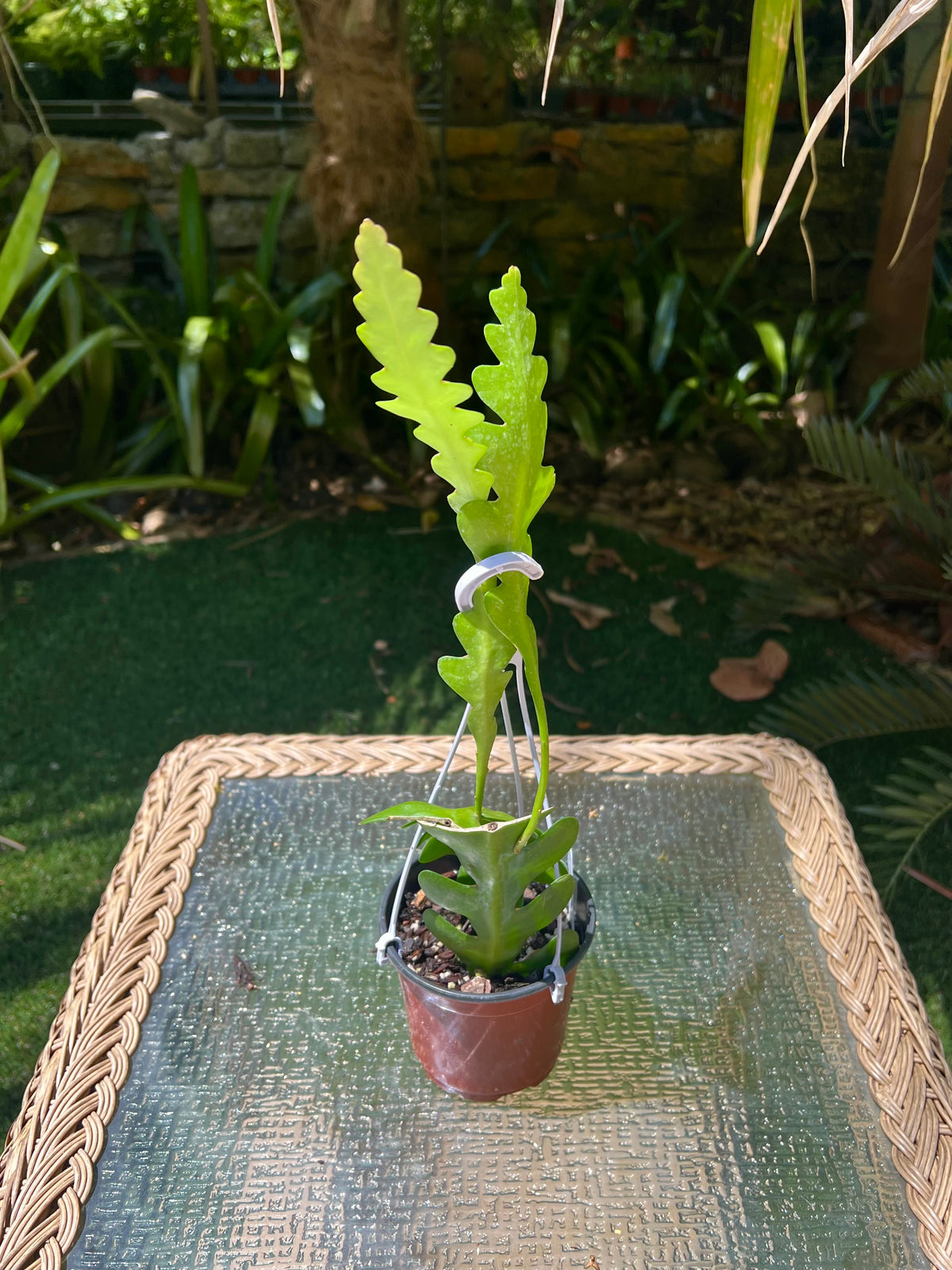 Weberocereus imitans