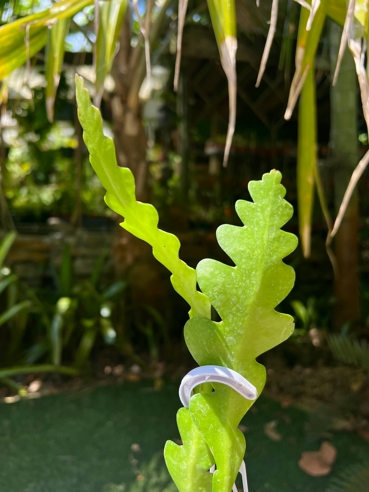 Weberocereus imitans