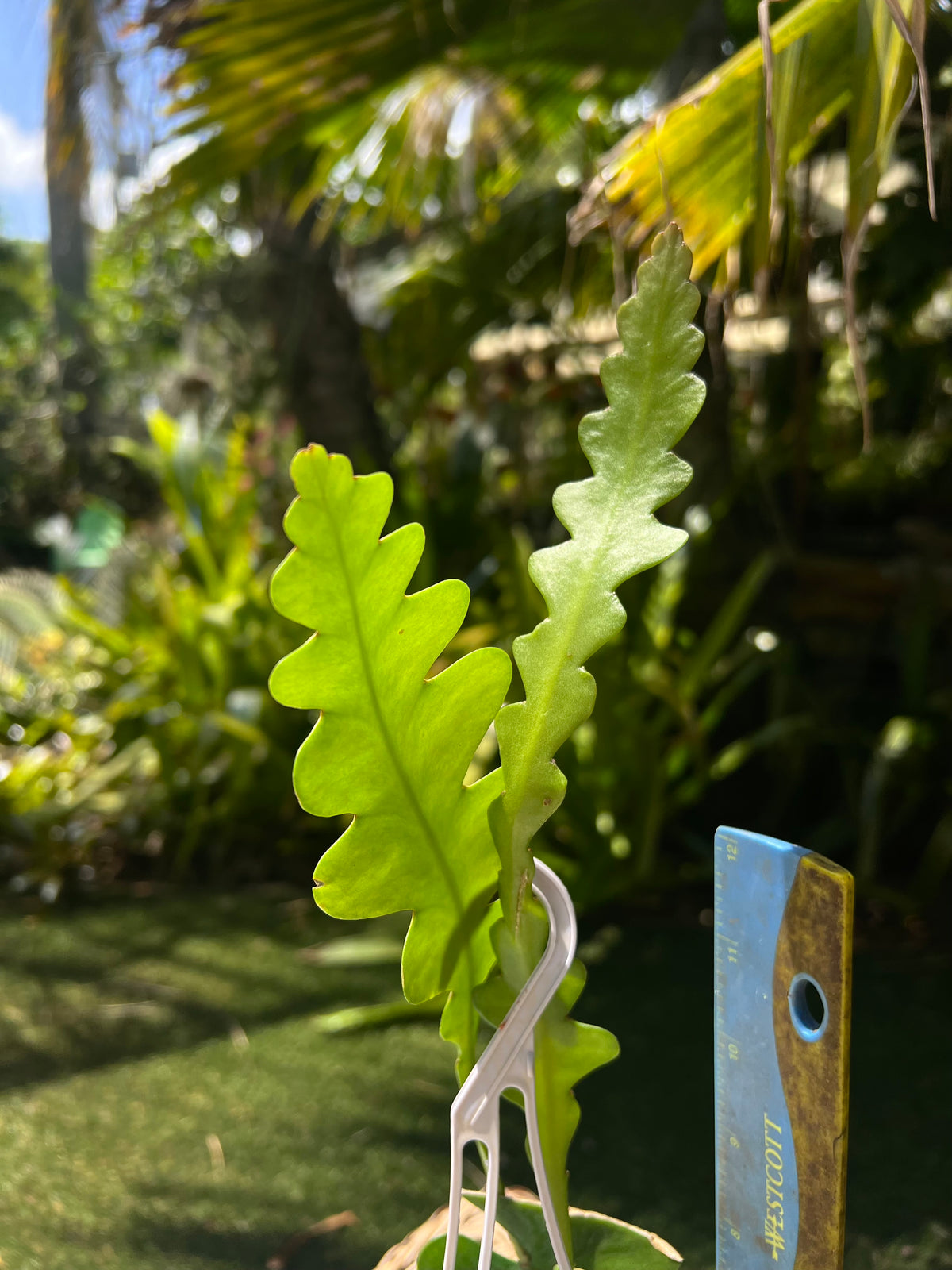Weberocereus imitans