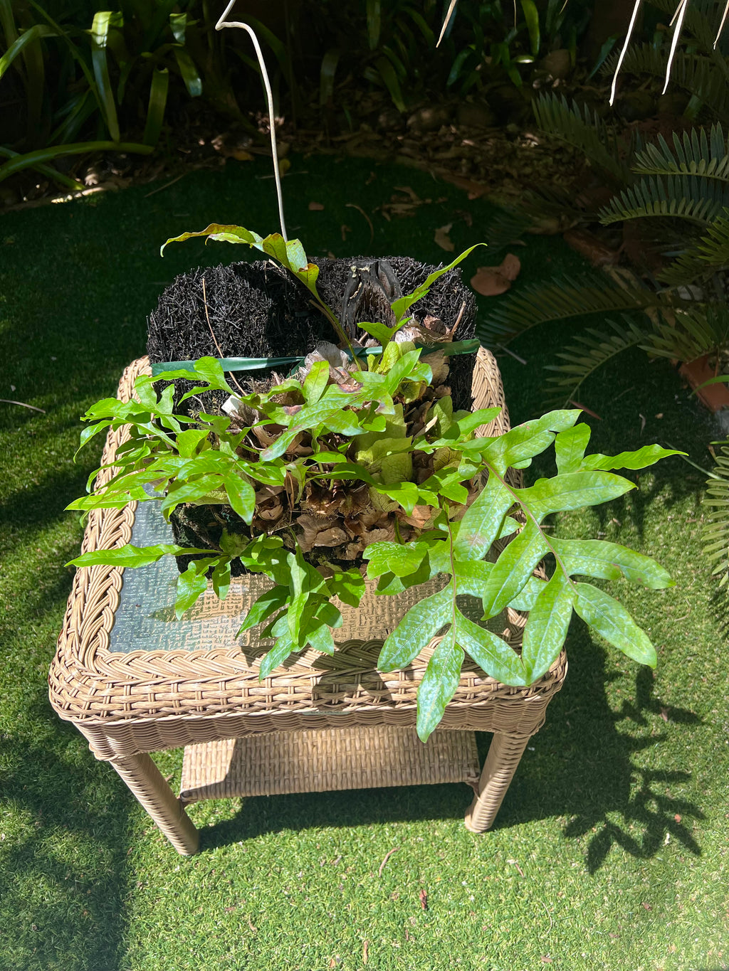Drynaria bonii / Dwarf Basket Fern