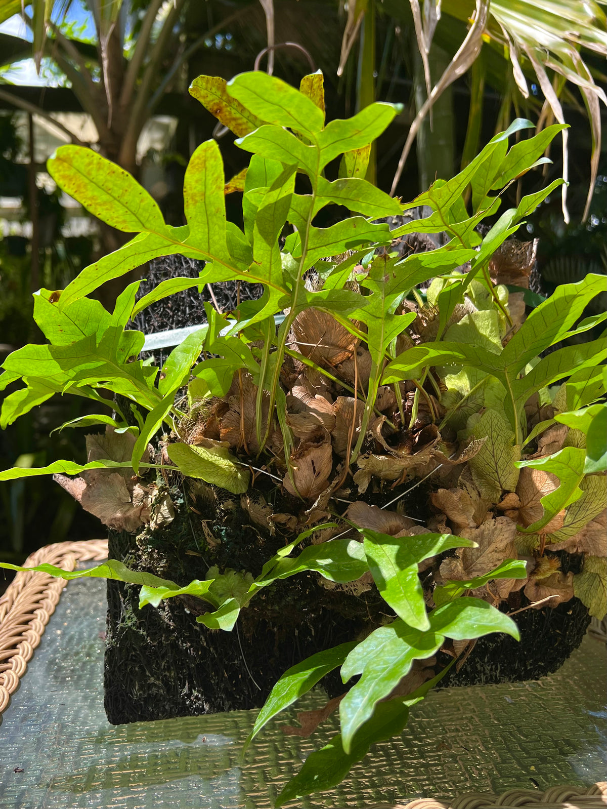 Drynaria bonii / Dwarf Basket Fern