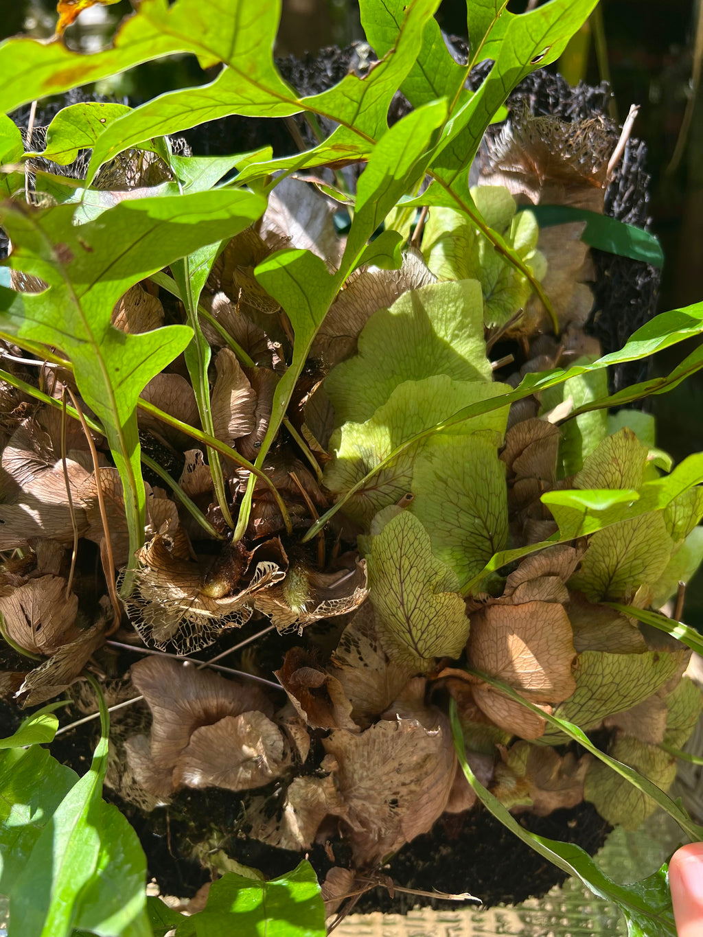 Drynaria bonii / Dwarf Basket Fern