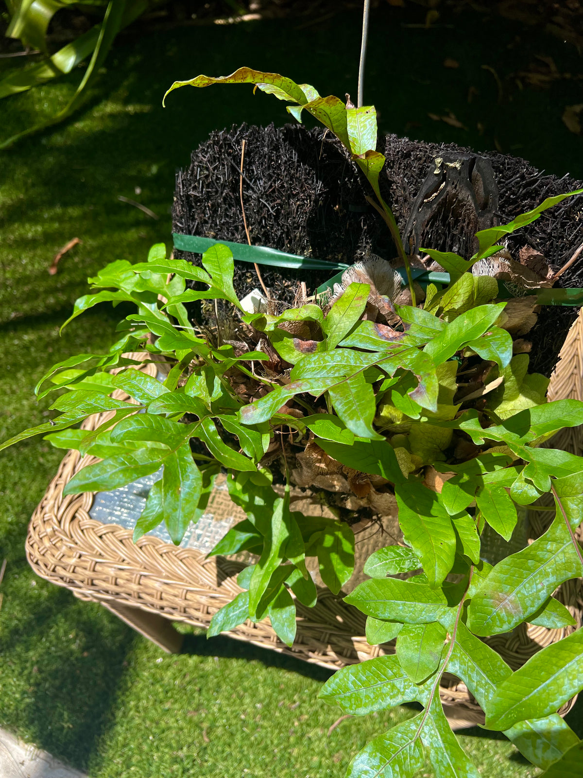 Drynaria bonii / Dwarf Basket Fern