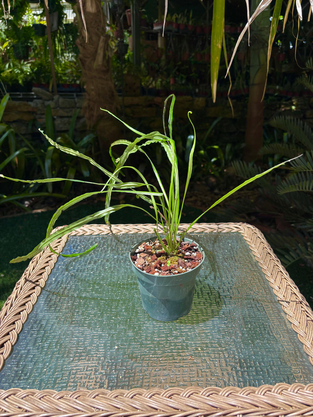 Campyloneurum angustifolium / Narrow Strap Fern