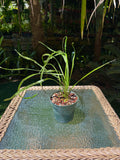 Campyloneurum angustifolium / Narrow Strap Fern