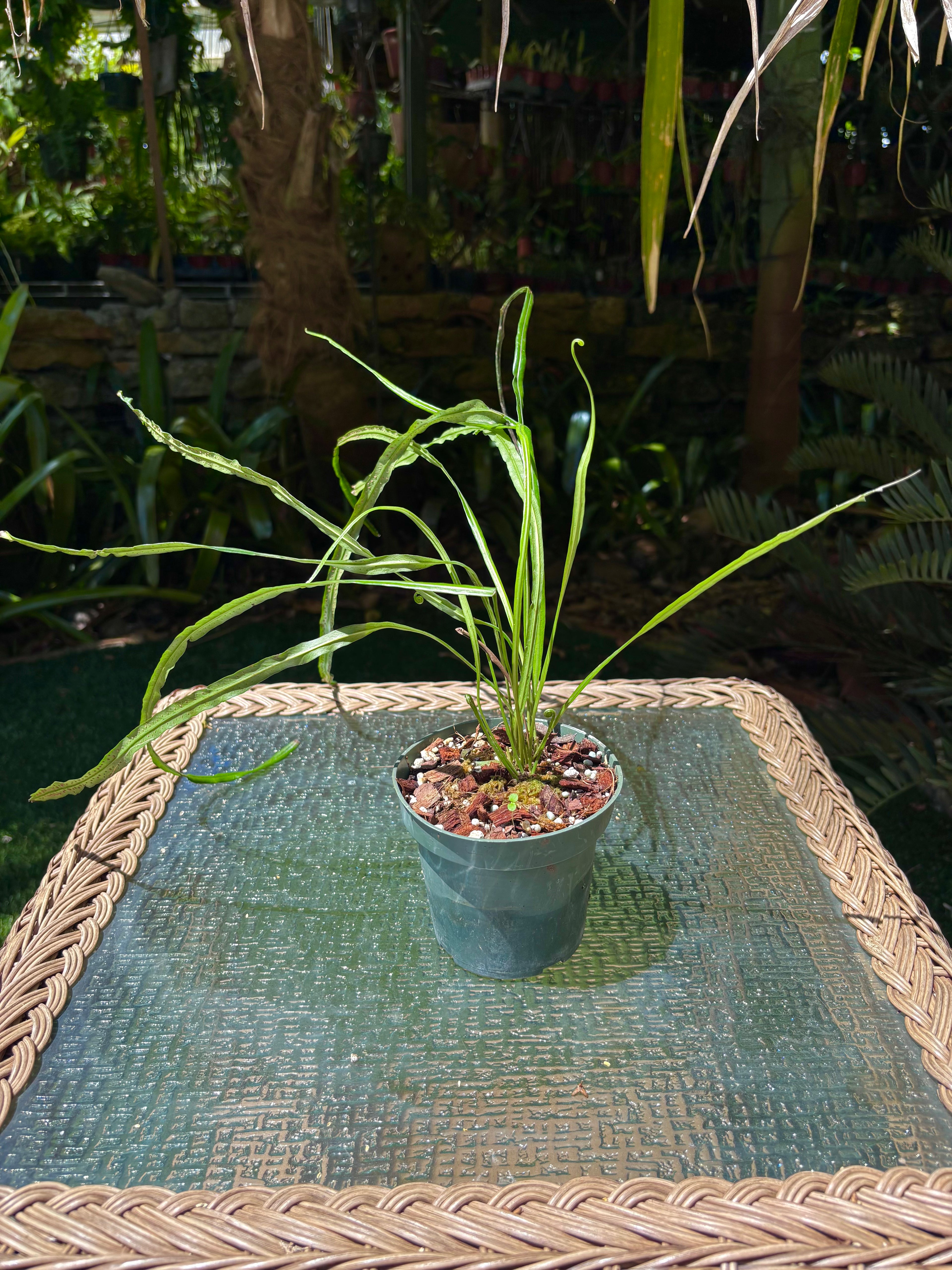Campyloneurum angustifolium / Narrow Strap Fern