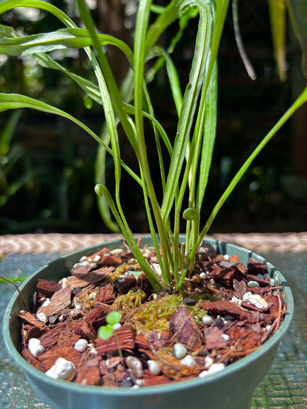 Campyloneurum angustifolium / Narrow Strap Fern