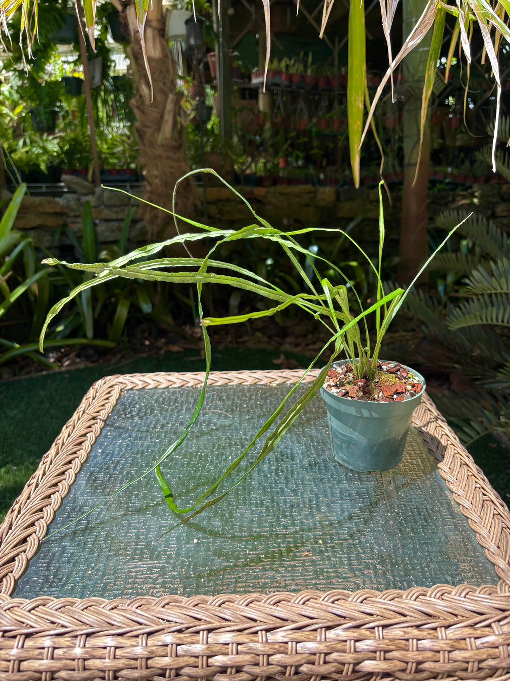 Campyloneurum angustifolium / Narrow Strap Fern