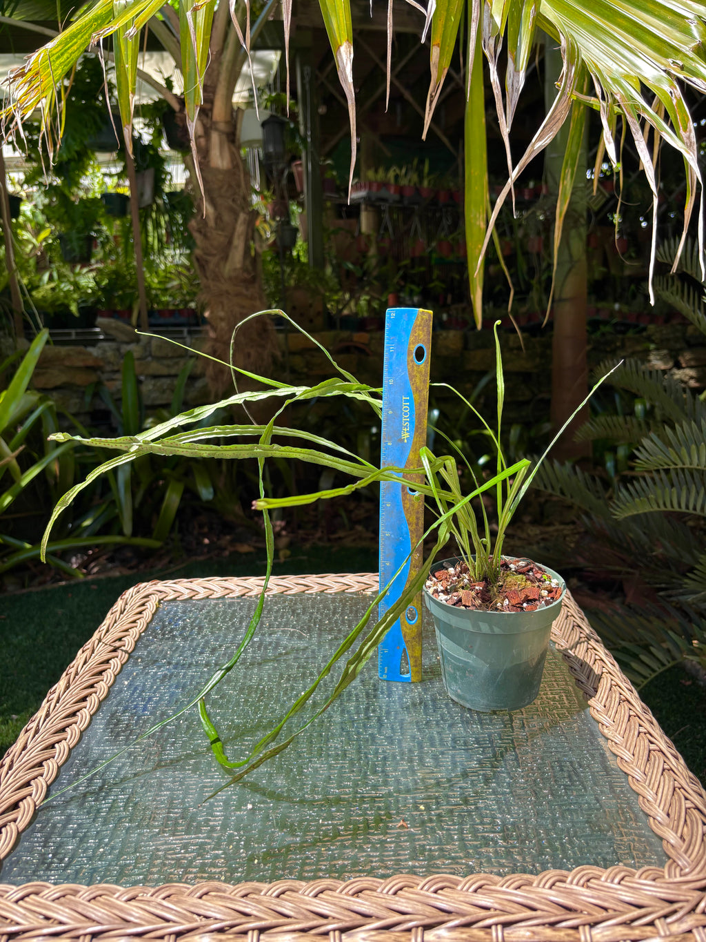 Campyloneurum angustifolium / Narrow Strap Fern