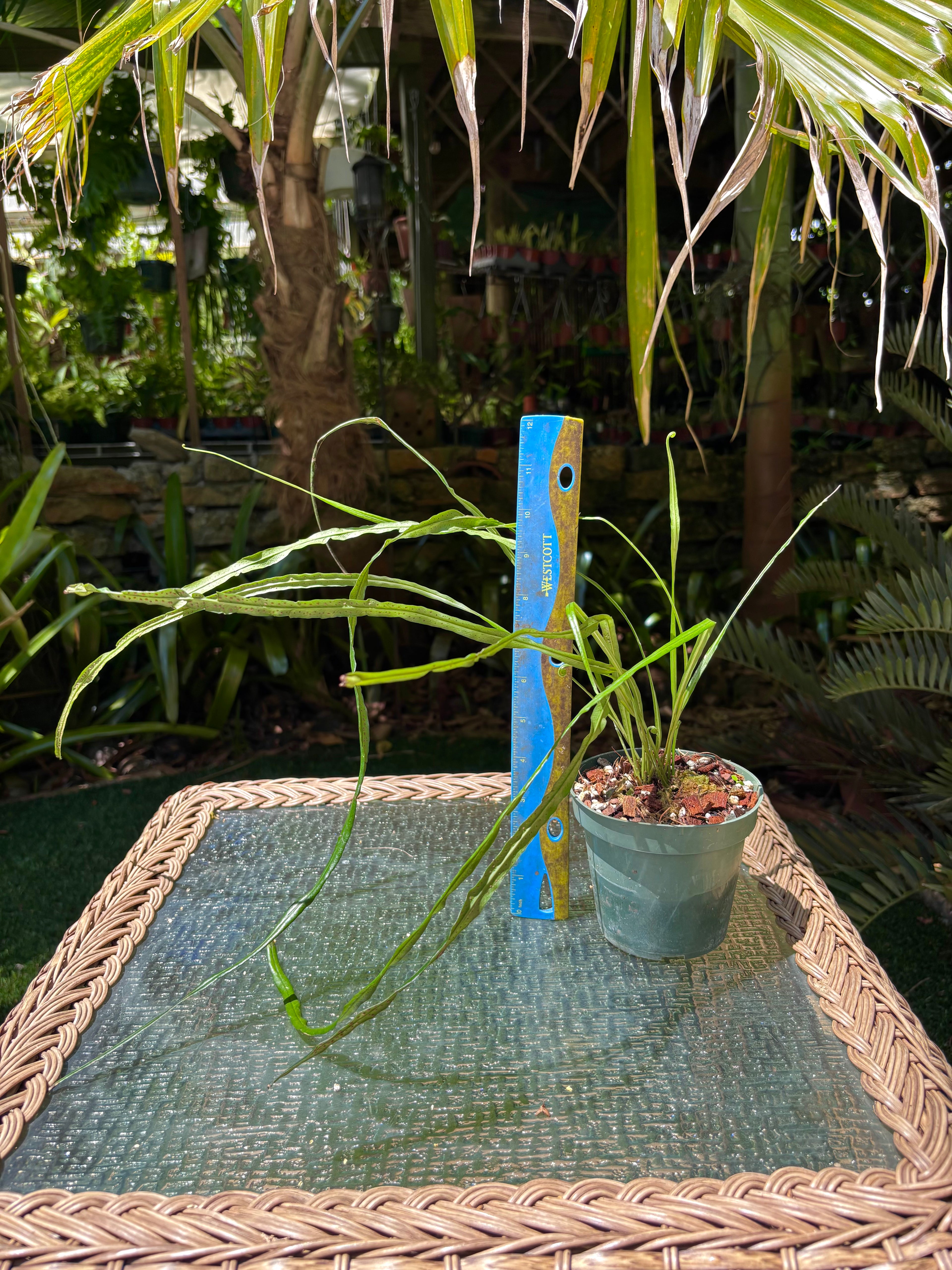 Campyloneurum angustifolium / Narrow Strap Fern