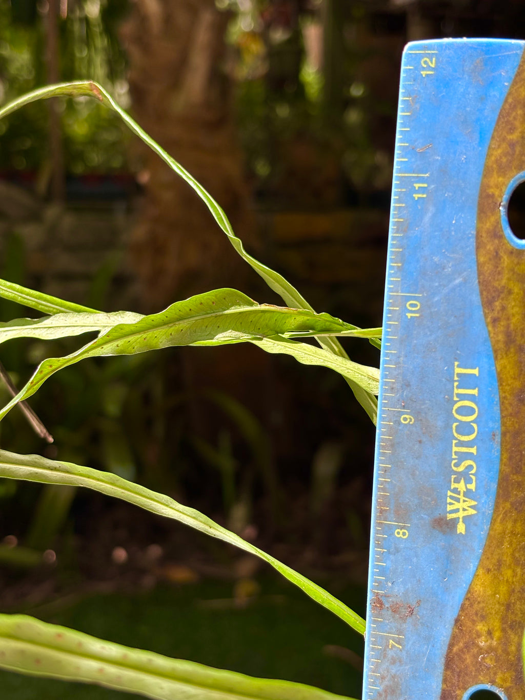 Campyloneurum angustifolium / Narrow Strap Fern