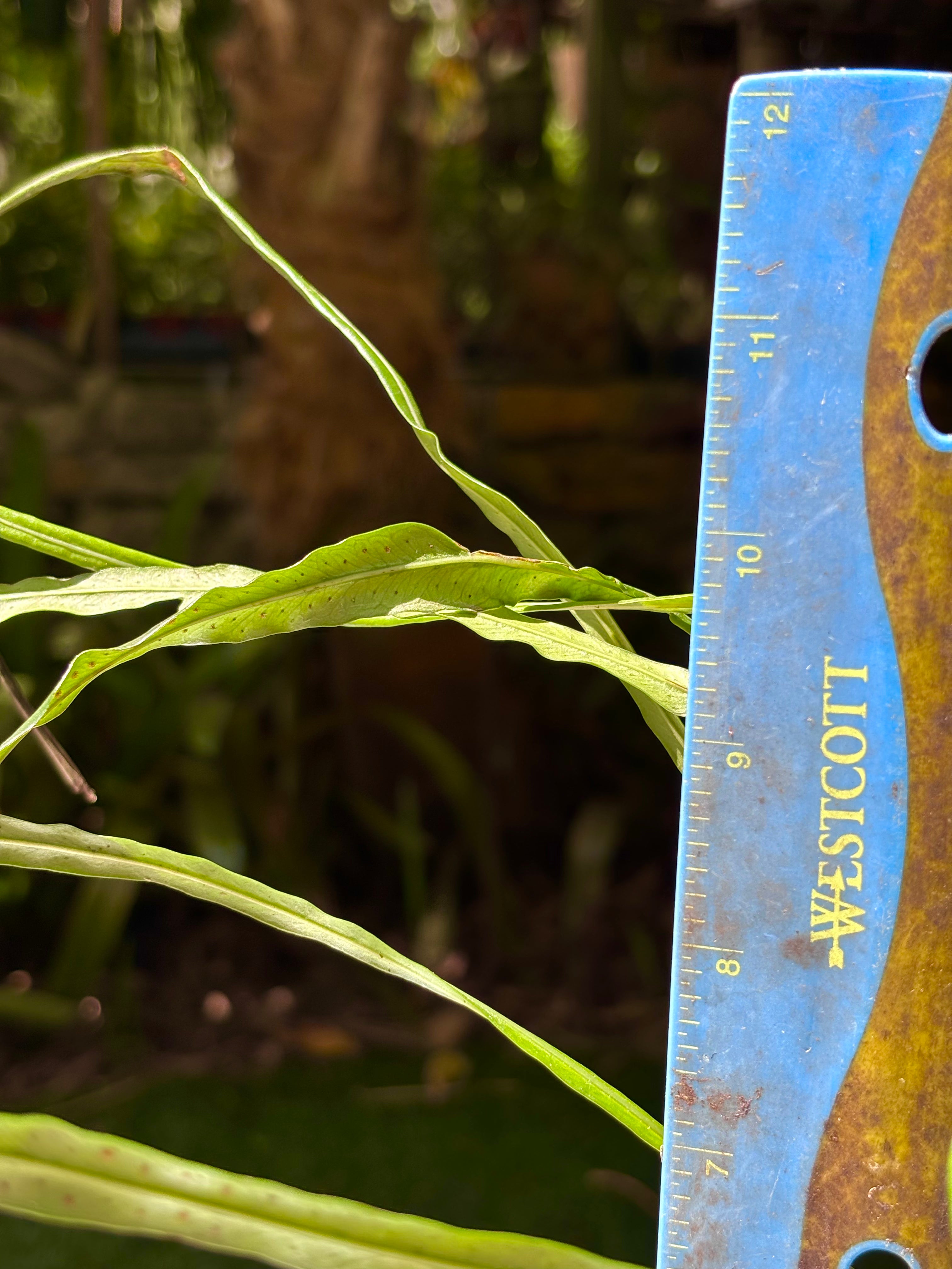 Campyloneurum angustifolium / Narrow Strap Fern