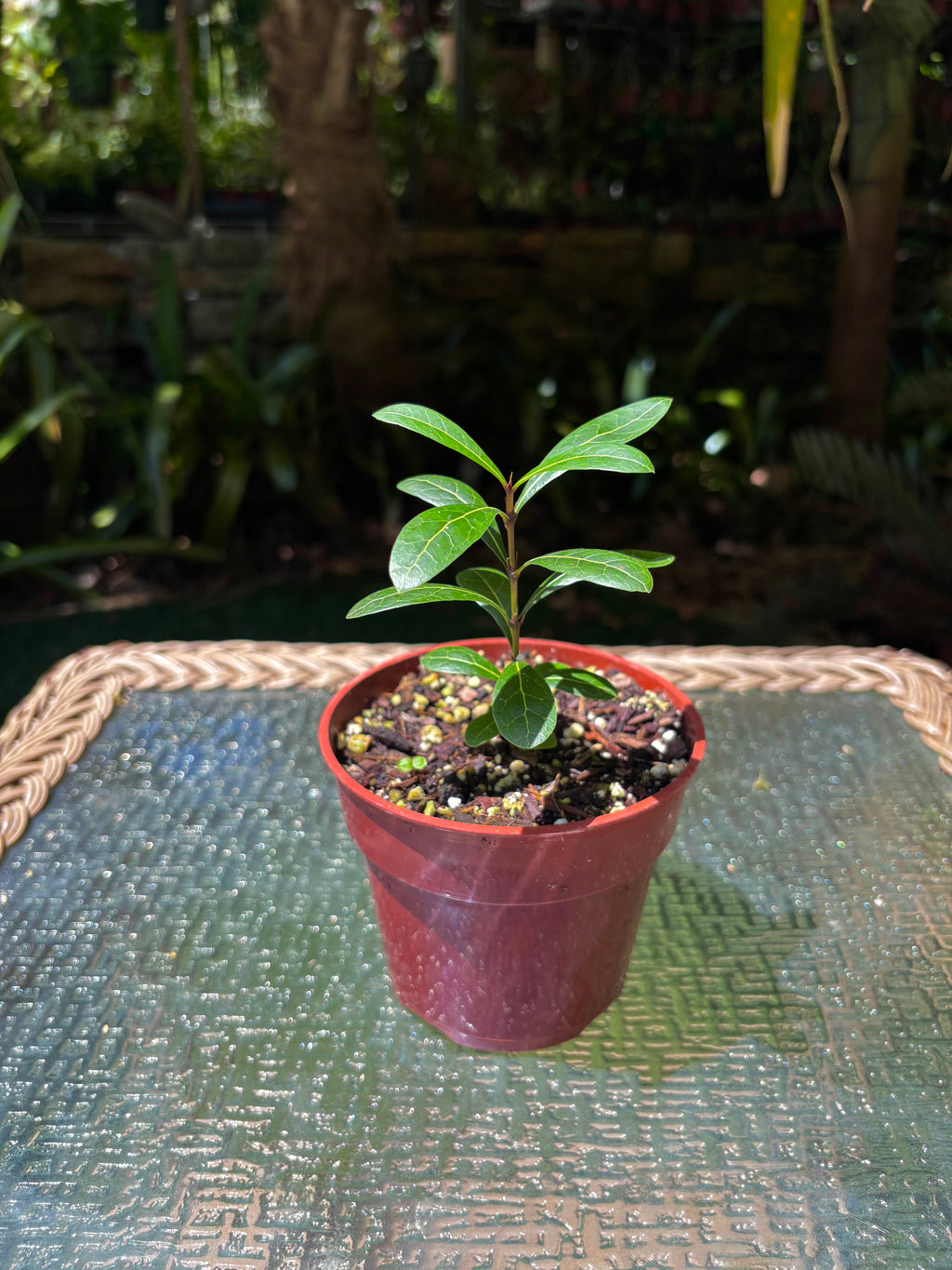 Ixora margaretae
