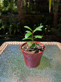 Ixora margaretae