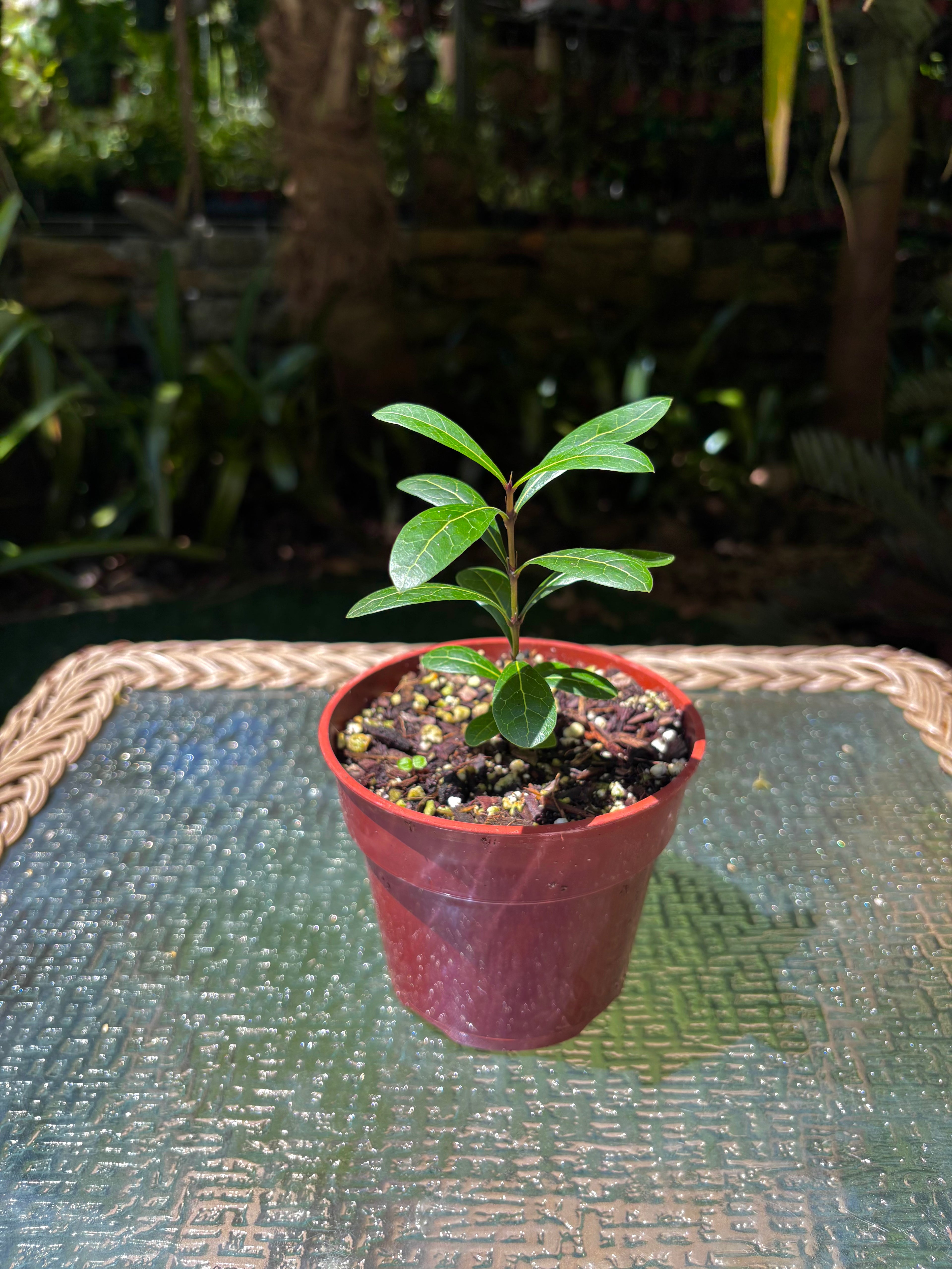 Ixora margaretae