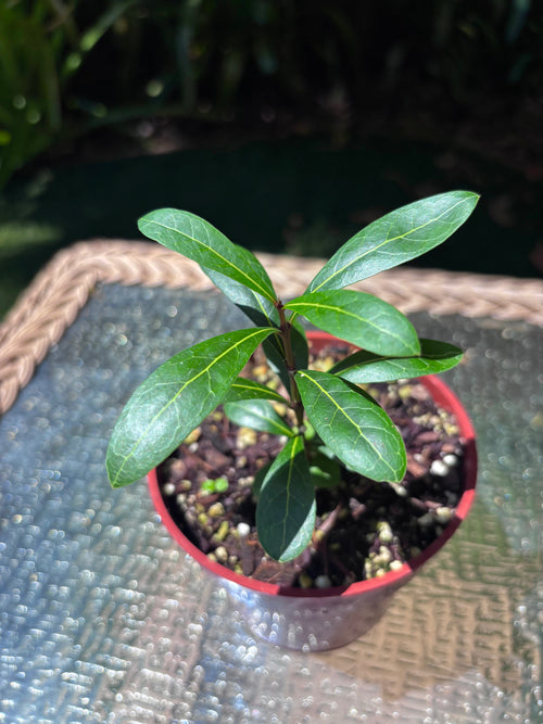 Ixora margaretae