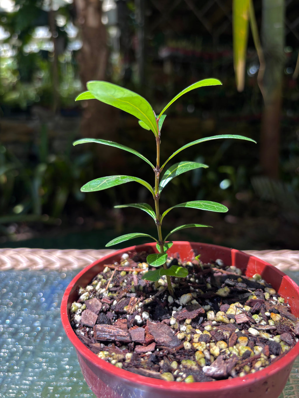 Ixora margaretae