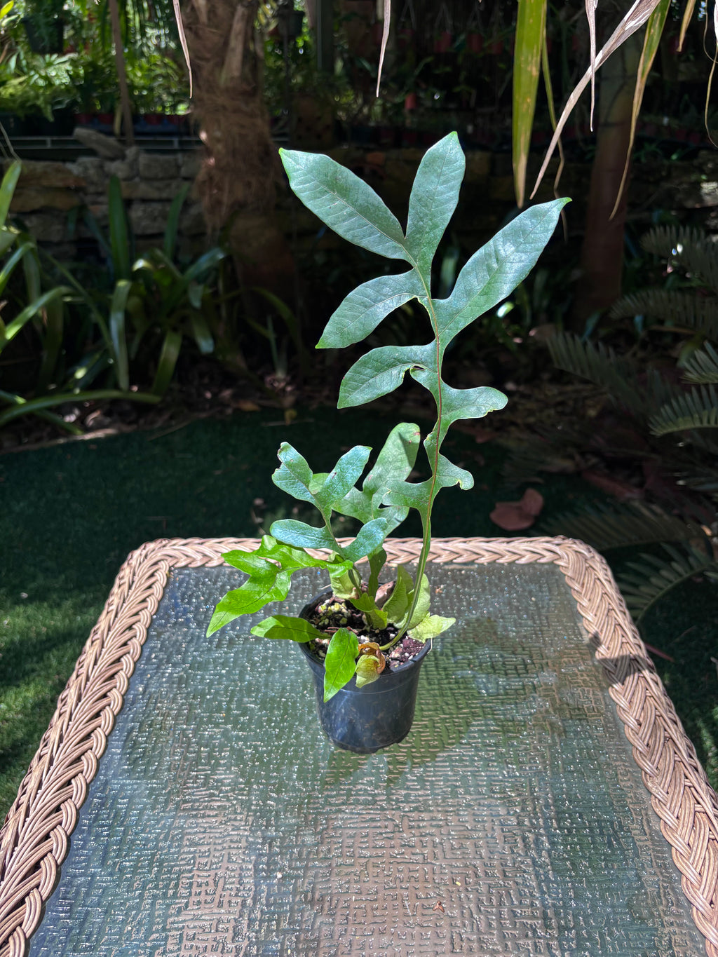 Drynaria bonii / Dwarf Basket Fern