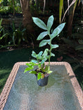 Drynaria bonii / Dwarf Basket Fern