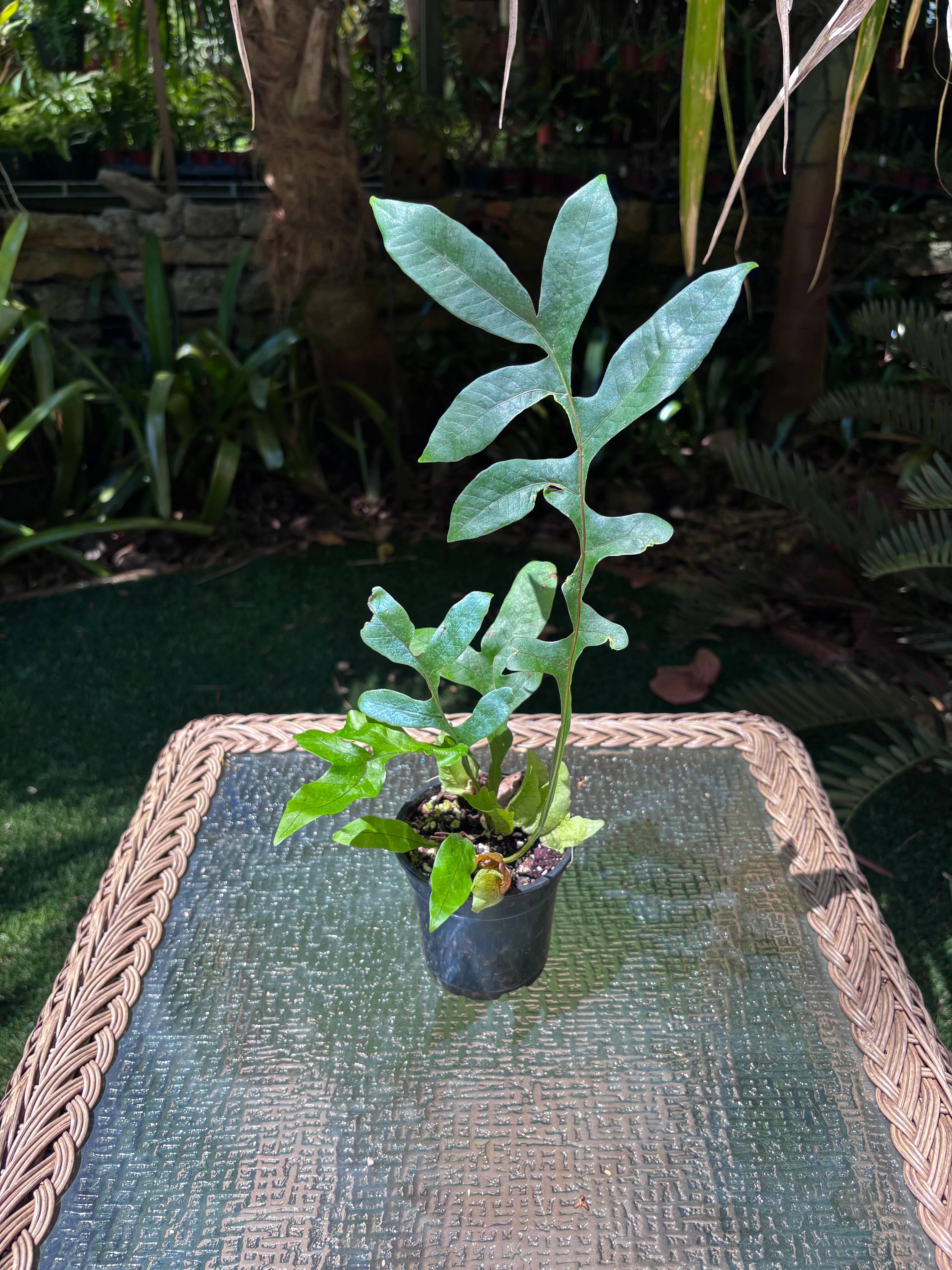 Drynaria bonii / Dwarf Basket Fern