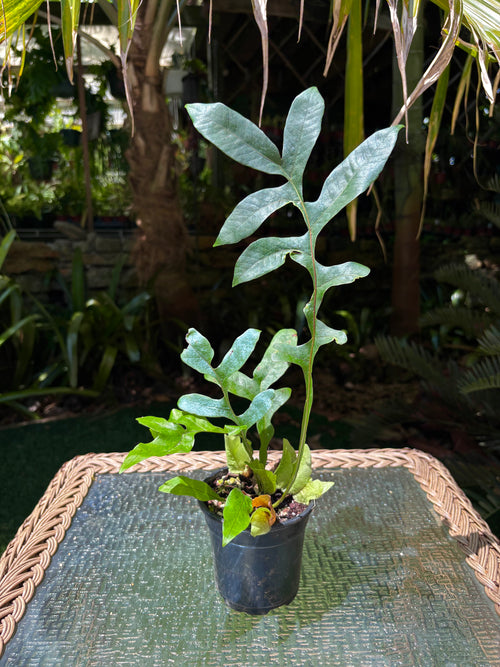 Drynaria bonii / Dwarf Basket Fern