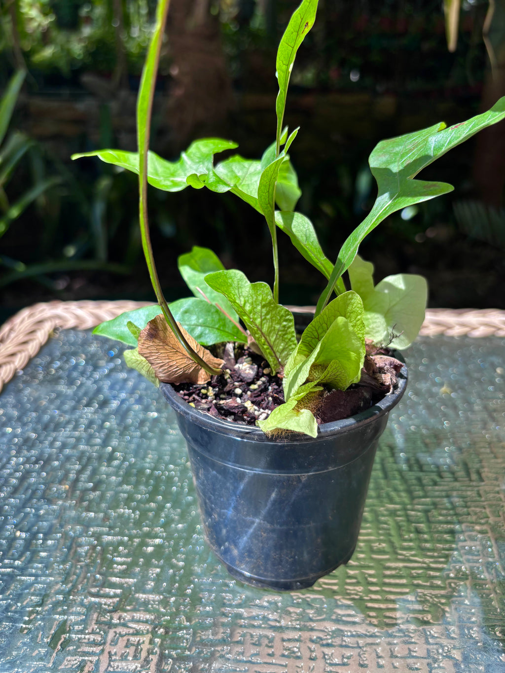 Drynaria bonii / Dwarf Basket Fern